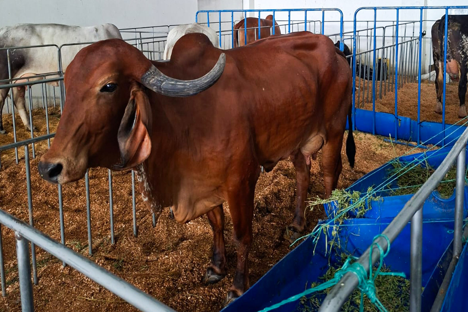 UTE Feria Nacional Gyr y Girolando 2025