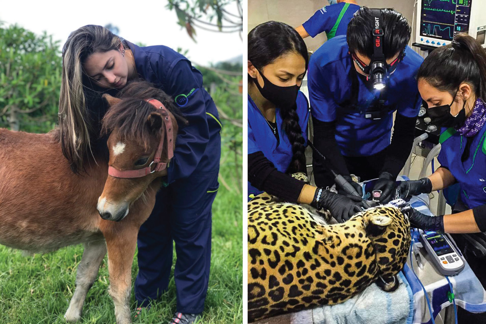 acreditacion-intl-veterinaria-3