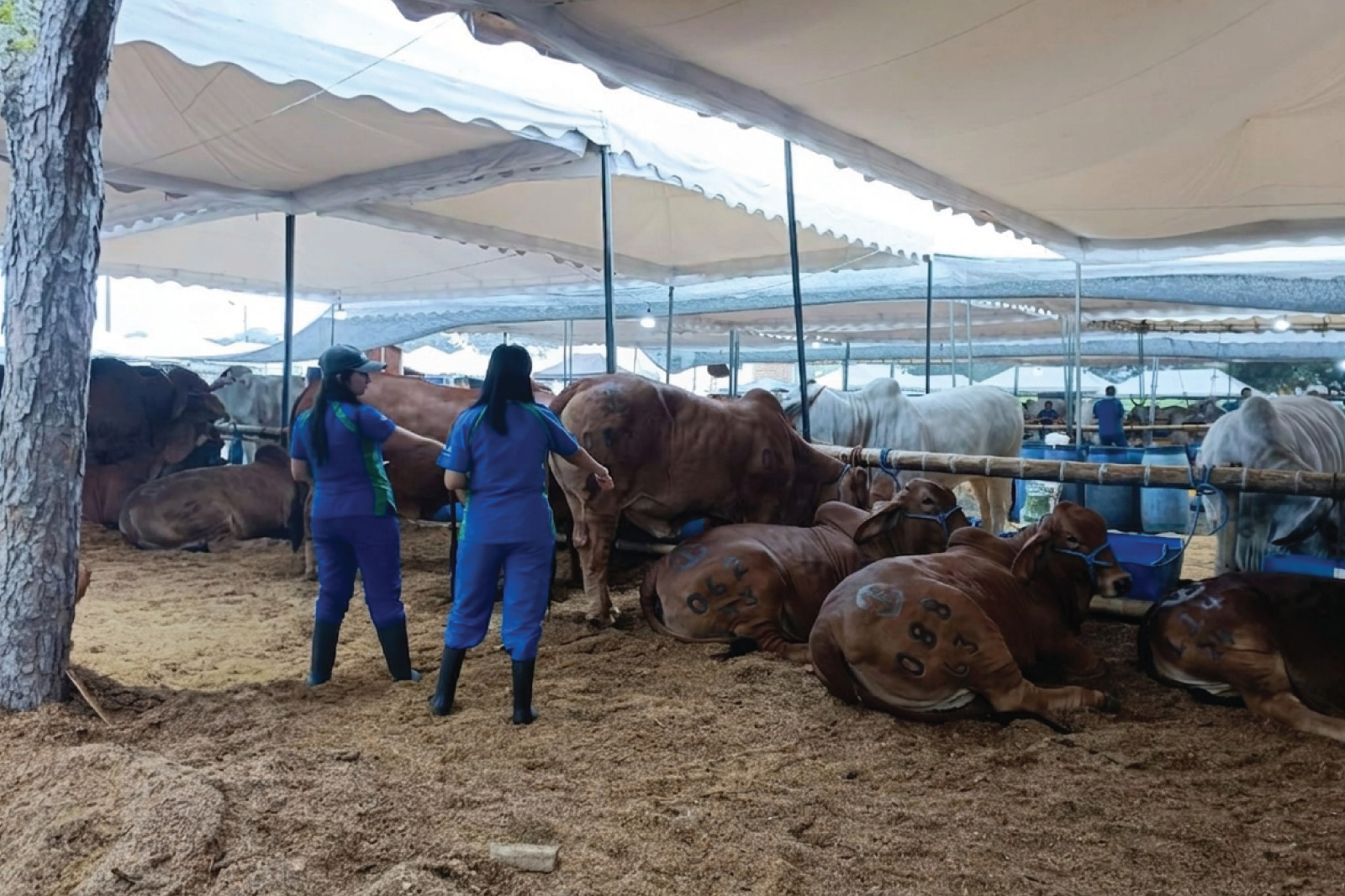 altos-estandares-expocebu25-sto-2